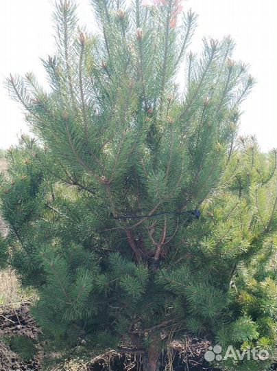 Сосна 2,5м экстра