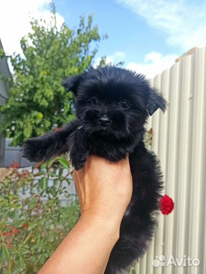 Девочка йоркширский терьер черного окраса