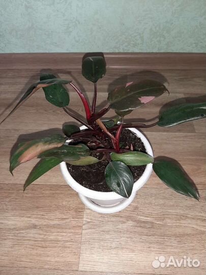 Филодендрон Pink Princess