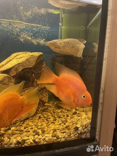 Рыба красный попугай цихлида