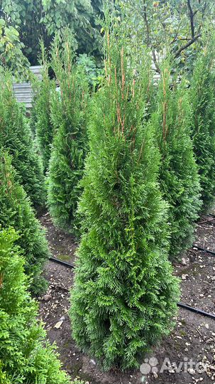 Туи смарагд