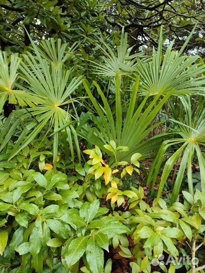 Отдых У моря