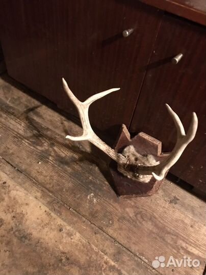 Рога касули