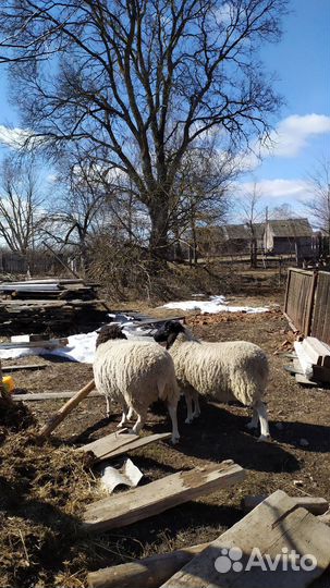 Овцы бараны дорпер