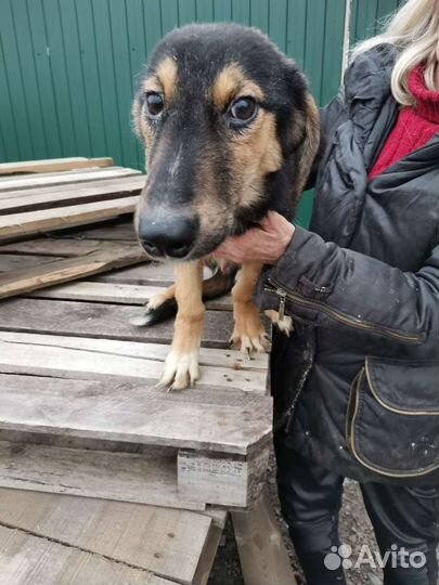 Спасён с чёрного приюта