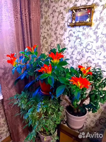 Эсхинантус,черенки укоренённые,продаю