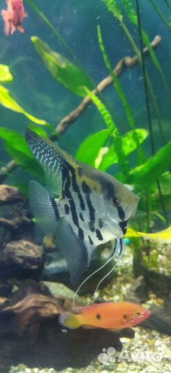 Рыбки цихлиды