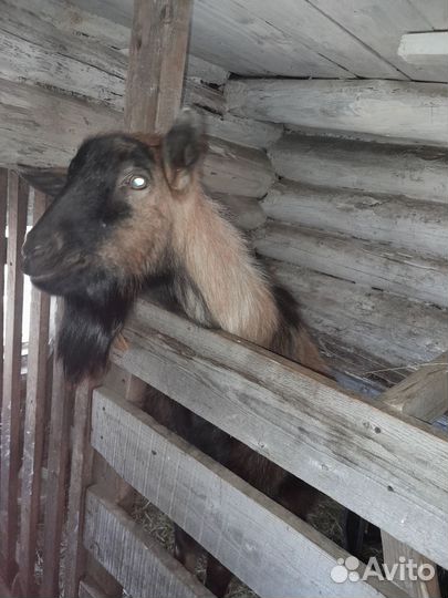 Вязка козел(чех)