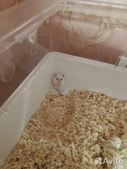 Джунгарский хомяк