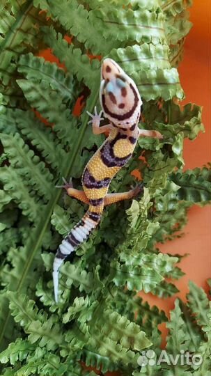 Эублефар ящерица