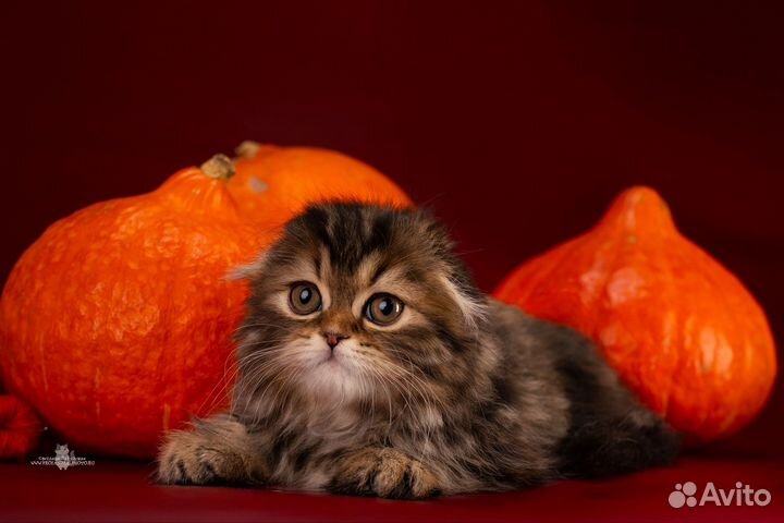 Кошечка фолд