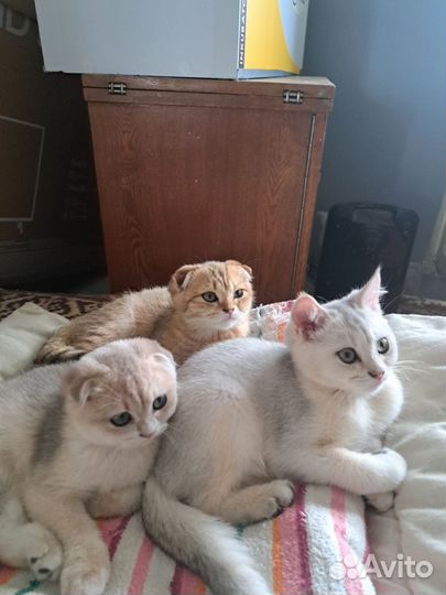 Шотландские котята