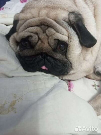 Мопс вязка мальчик