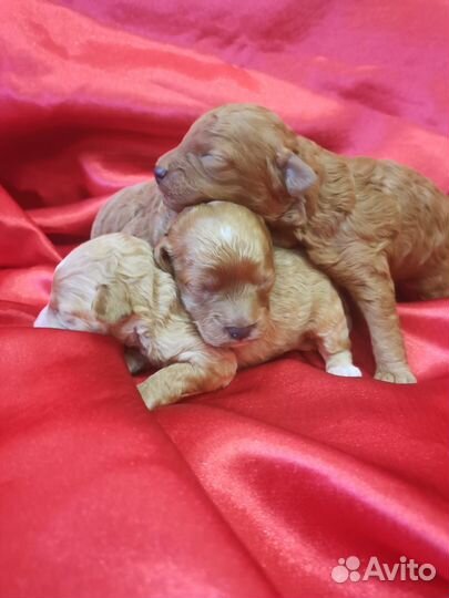 Щенок пудель