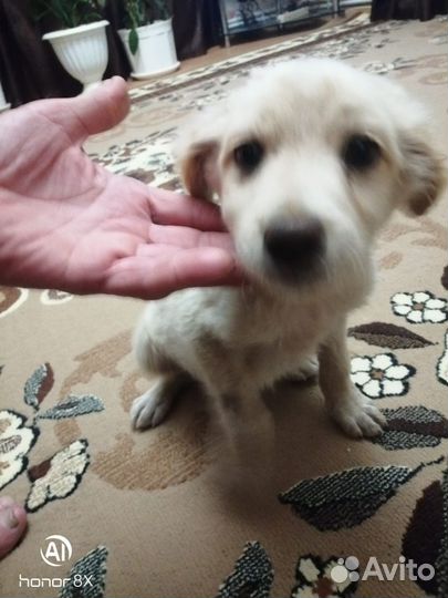 Бесплатно в добрые руки