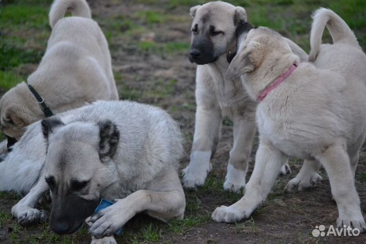 Щенки турецкого кангала