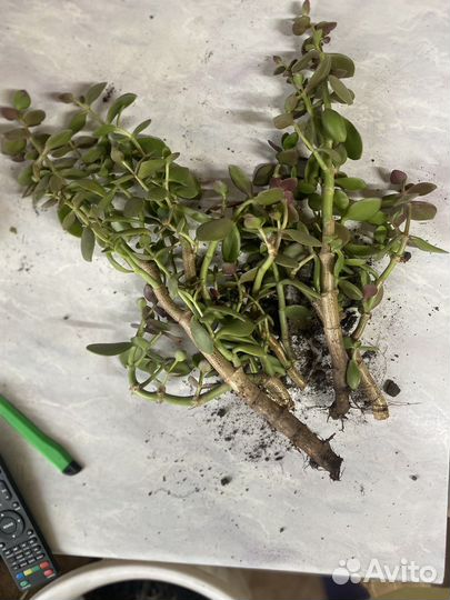 Денежное дерево (толстянка) отростки
