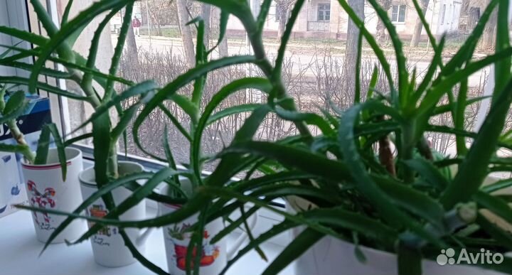 Алоэ лечебный