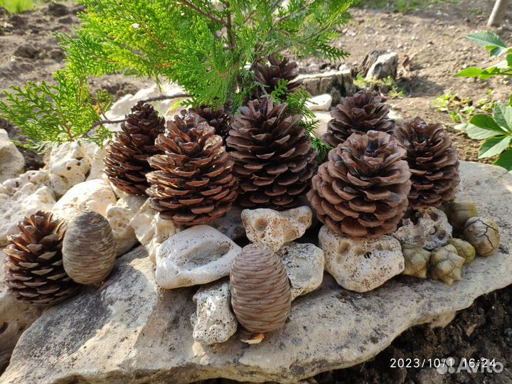 Шишки для творчества 150 шт