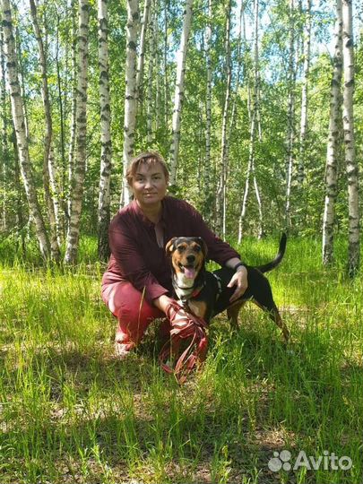 Передержка собак/ Догситтер