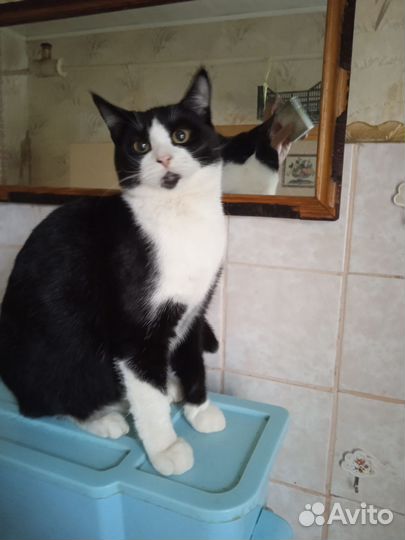 Коты бесплатно