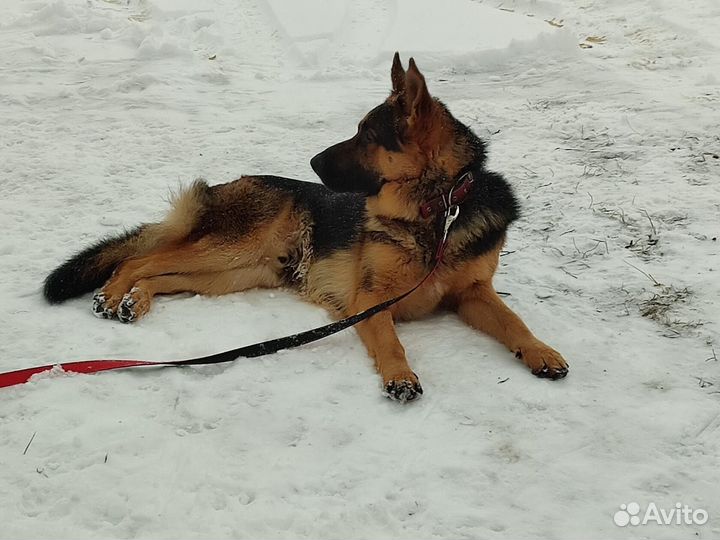Вязка собак немецкая овчарка