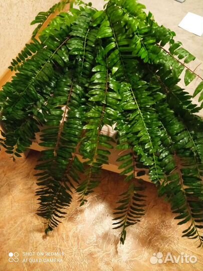 Искусственные растения