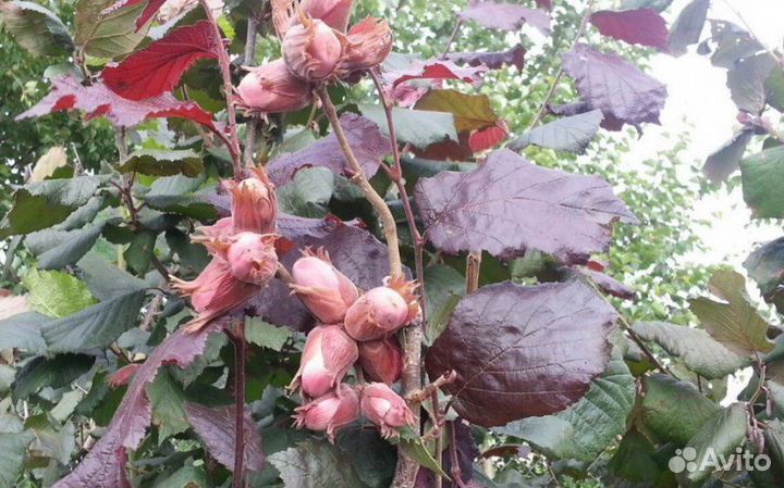 Каштан.Фундук.Шефердия.Жасмин