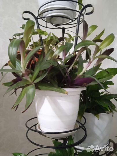 Цветы коматные