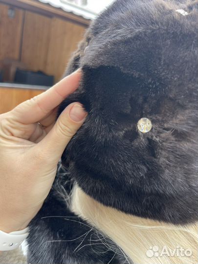 Берет женский норковый