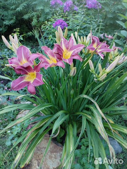 Многолетники садовые