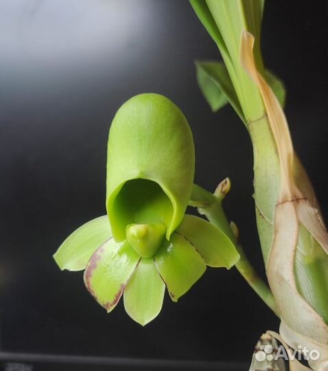 Орхидея Катасетум крупноплодный