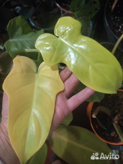 Филодендрон Виолин голд, Блек кардинал