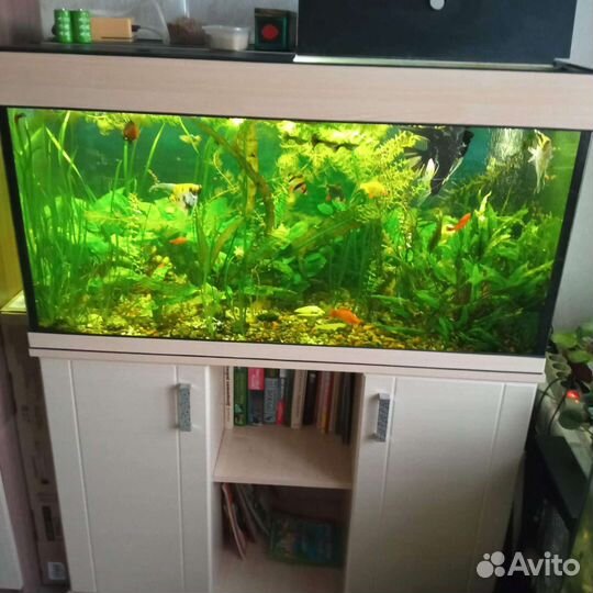 Рыбки, растения, креветки