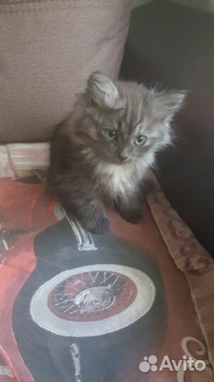 Кошка с котенком в заботливые руки