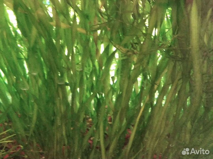 Ассортимент аквариумных растений