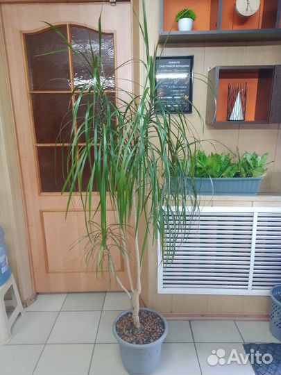 Пальма драцена