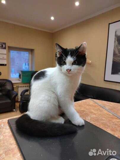 Кошечки в добрые руки