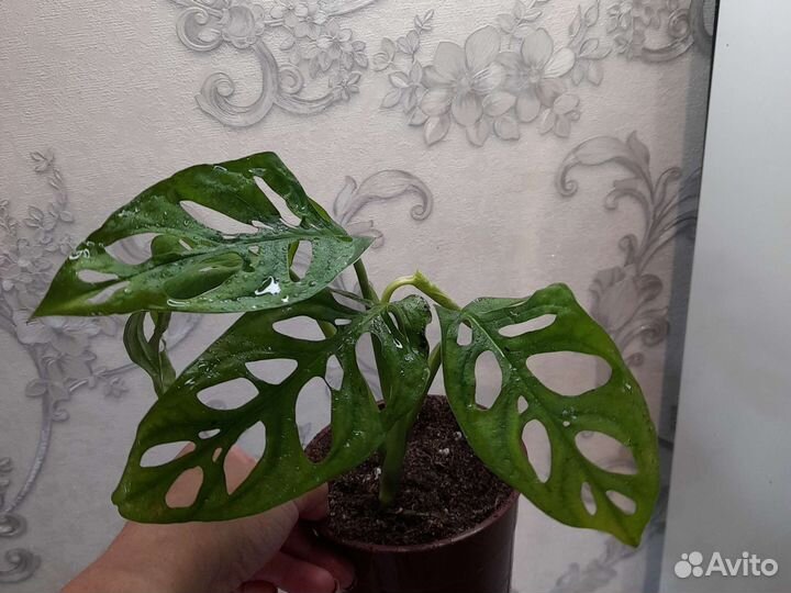 Монстера манки маск