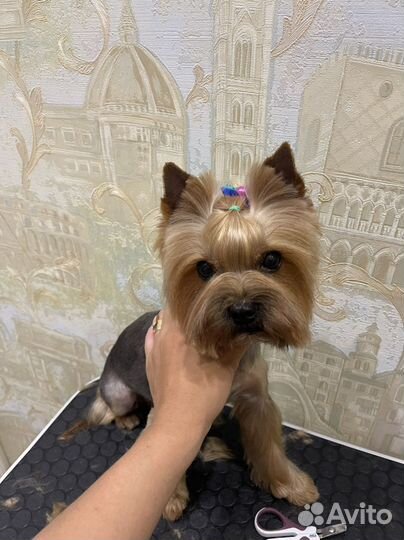 Стрижка собак и кошек (груминг)