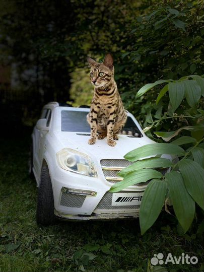 Котята метисы бенгальской кошки