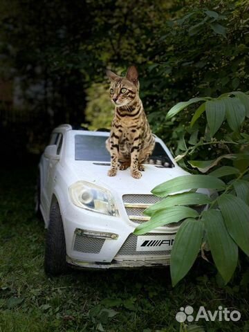 Котята метисы бенгальской кошки