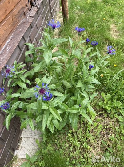 Васильки садовые