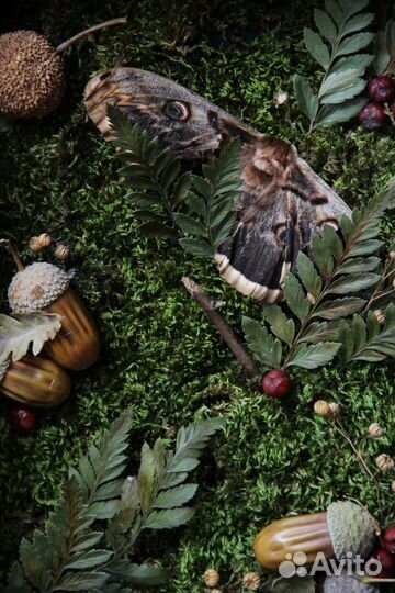 Композиция из сухоцветов