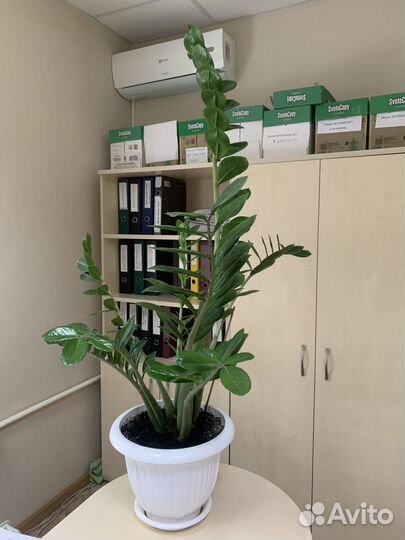 Продается цветок