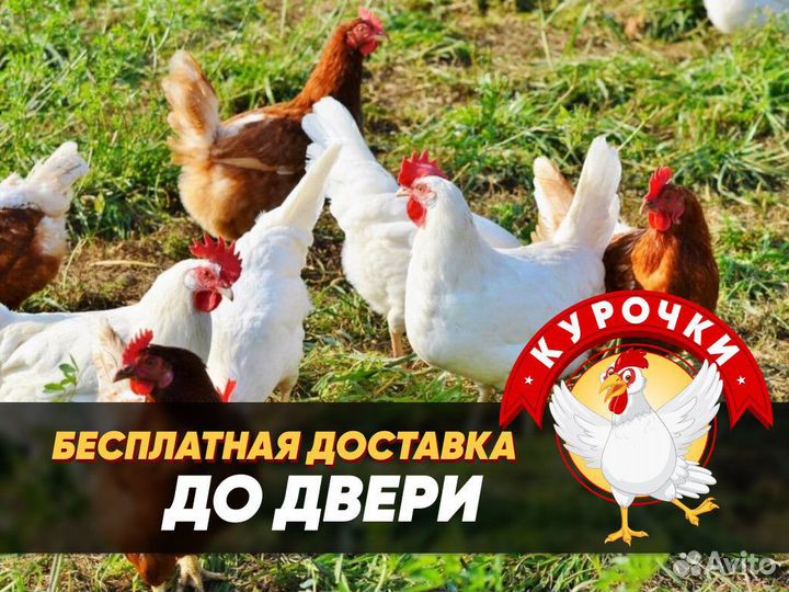 Куры несушки молодки