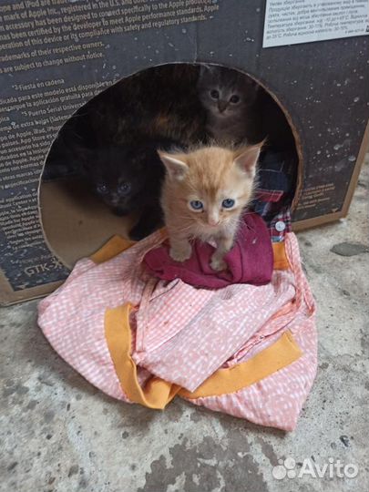 Котята в добрые руки