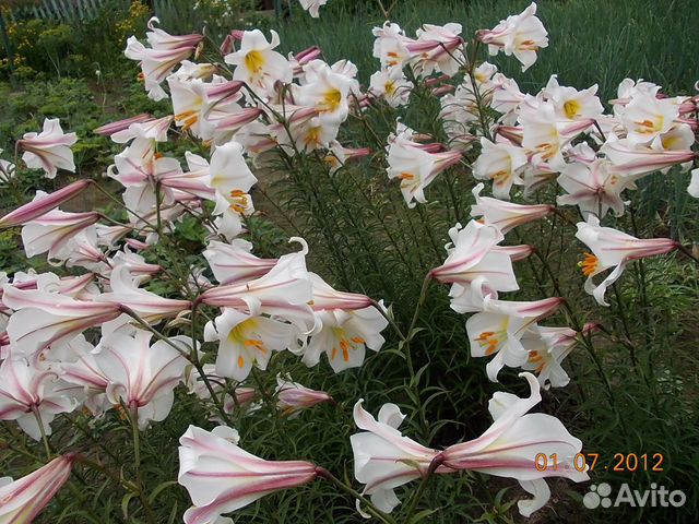 Многолетние садовые цветы