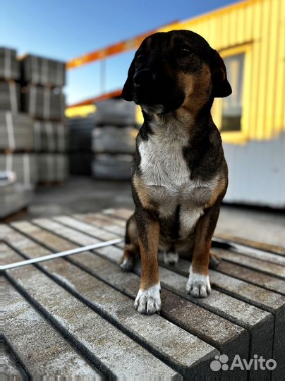 Брусчатка по госту