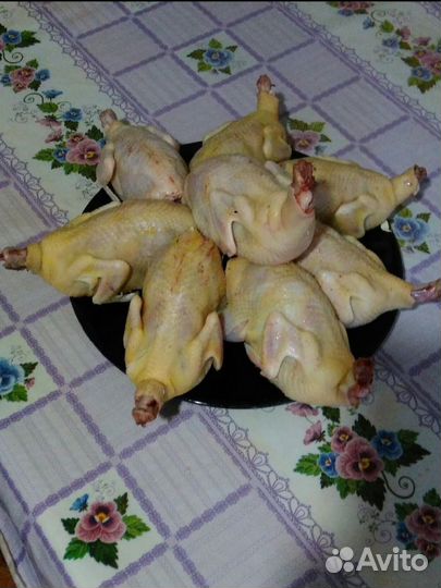 Тушки перепелов, яйца перепелов